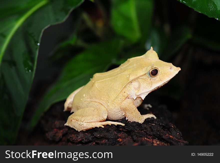 Solomon Leaf Frog in rain forest