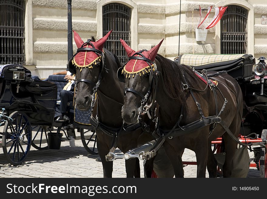 Carriage Horses in Vienna