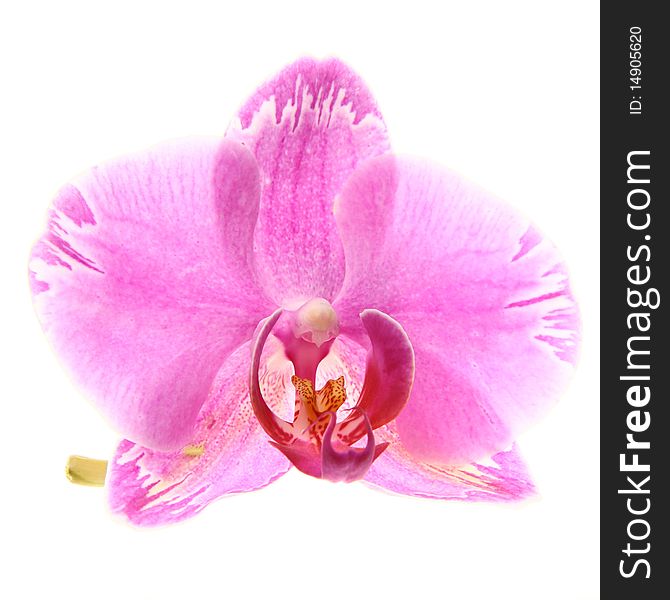 Single flower of Purple Orchid over white
