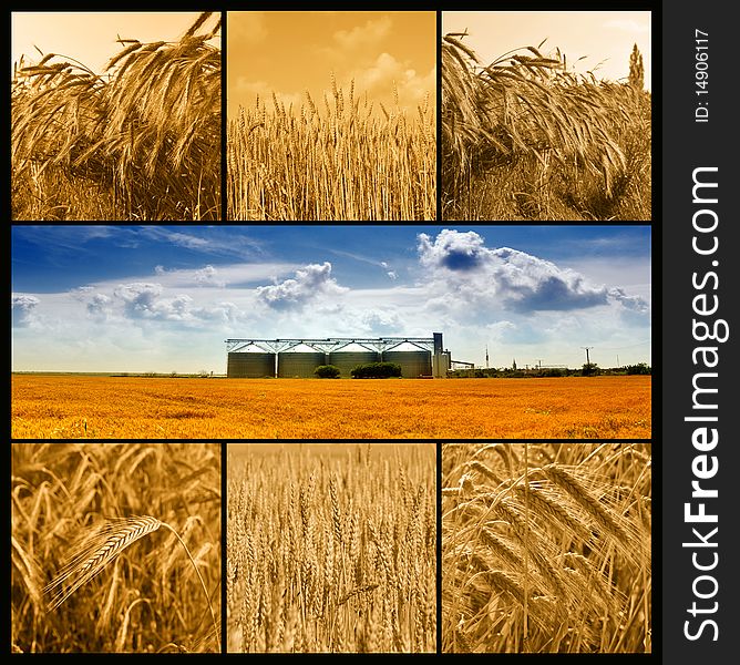 Agricolture details - wheat silos under the blue summer sky and gold wheat details. Agricolture details - wheat silos under the blue summer sky and gold wheat details