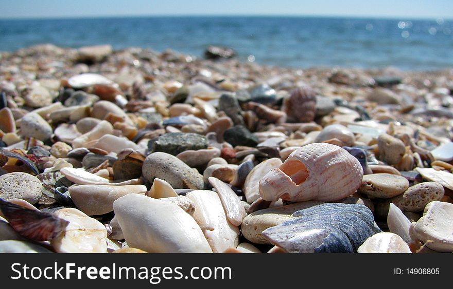 Shells and stones at seaside.