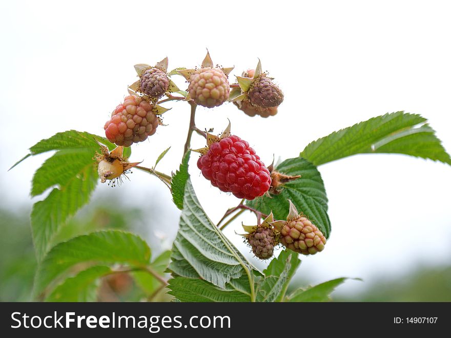 Ripe appetizing raspberry institute ripen june upon horticultural area