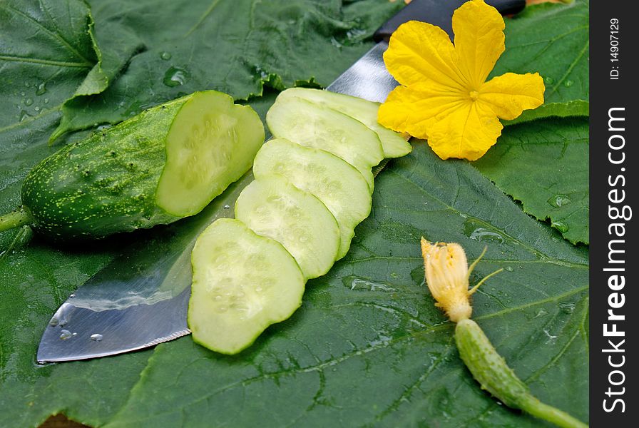 Bloomer vegetable small light green cucumber-palatable snack. Bloomer vegetable small light green cucumber-palatable snack