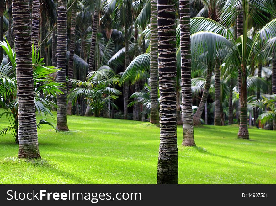 Tropical green park with palms. Tropical green park with palms