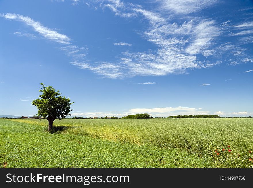 Springlike landscape with white clouds and green grass. Springlike landscape with white clouds and green grass