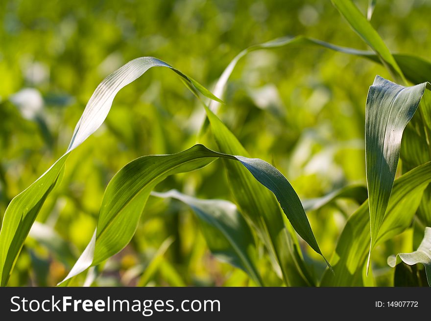 young green corn leaves in the field, agricultural background. young green corn leaves in the field, agricultural background.