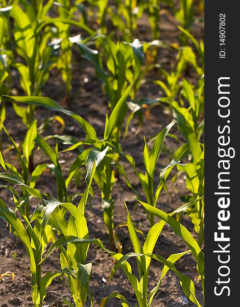 Detail of young green corn leaves in the field, ag