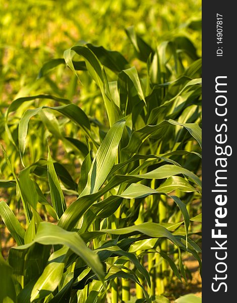 Detail of young green corn leaves in the field, ag