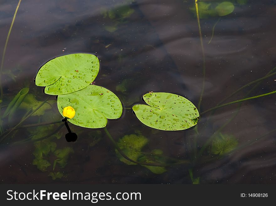 Yellow water lily with three green leaves in dark water. Yellow water lily with three green leaves in dark water.