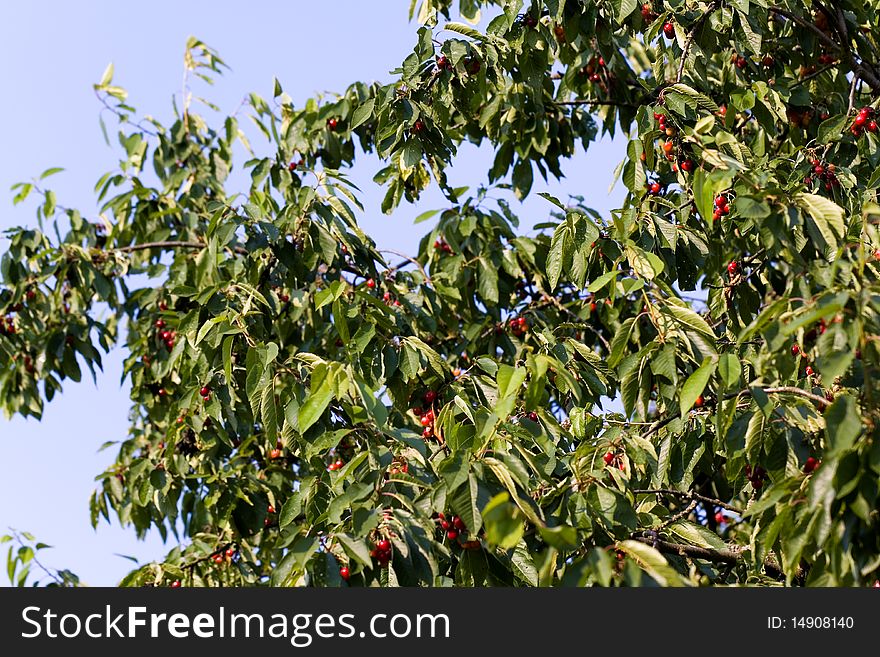 Red cherries on a branch with green leaves. Red cherries on a branch with green leaves.