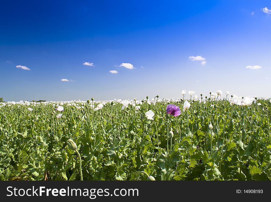 Opium poppy fields and blue skies.