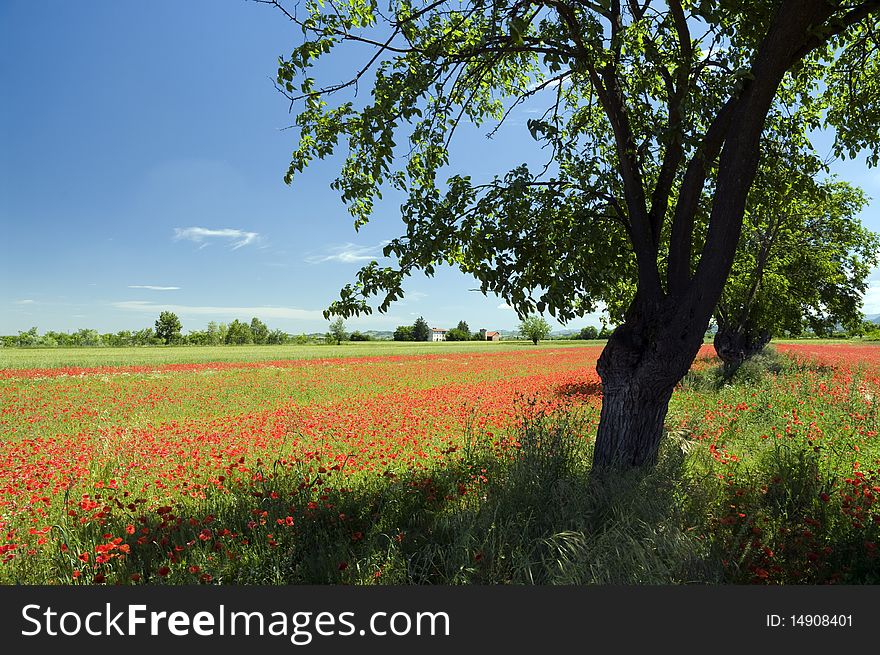 Landscape With Tree And Poppies