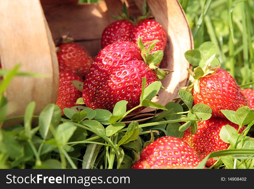 Fresh strawberries in wood basket on the glass. Fresh strawberries in wood basket on the glass