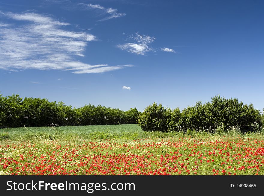 Landscape With Trees And Poppies