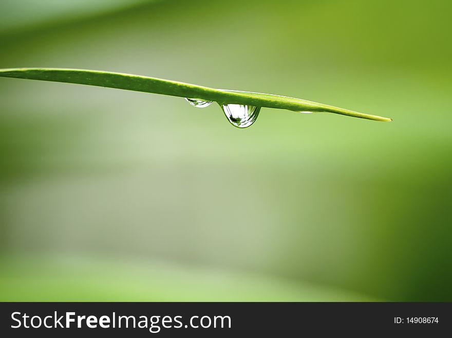 Drop of water after rain fall