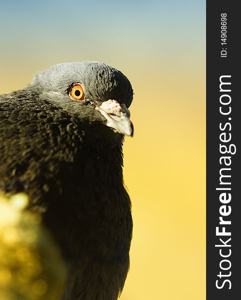 Pigeon portrait