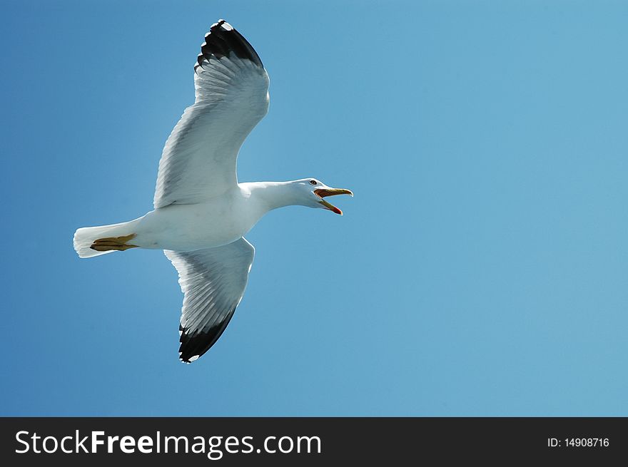 Sea gull in flight on a blue sky with beautiful wings