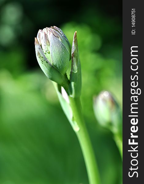 Morning dew on a Hosta bud at close up range