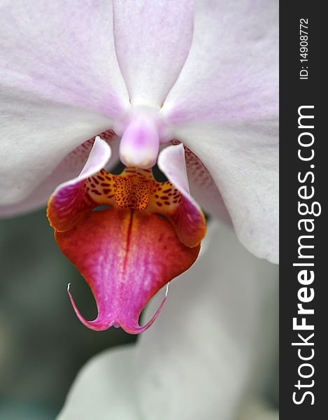 Macro image of the center of a white Orchid. Macro image of the center of a white Orchid