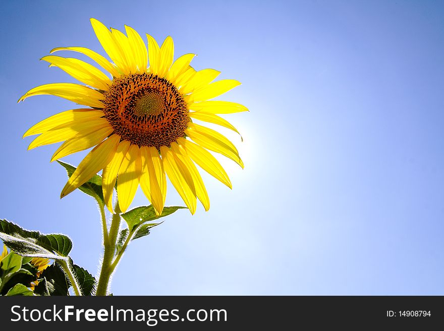 Sunlight and blue sky behind sunflower. Sunlight and blue sky behind sunflower