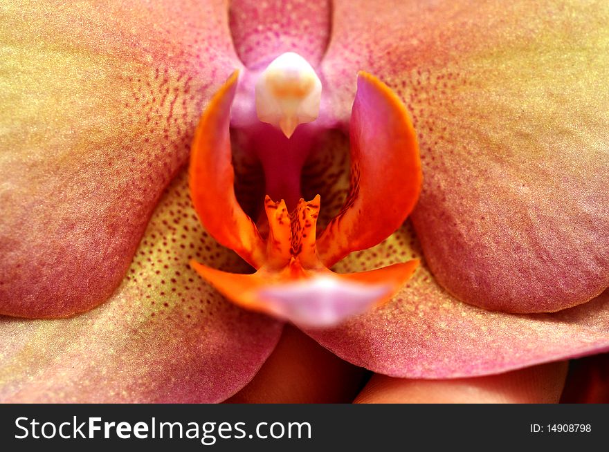 Close up image of a Peach and pink Orchid center.
