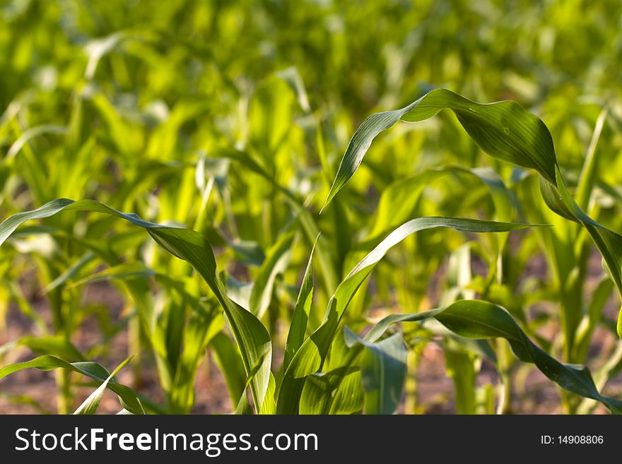 Summer time,young green corn field background
