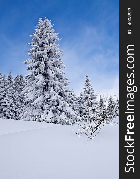 Majestic Winter Landscape At Mountain Kopaonik