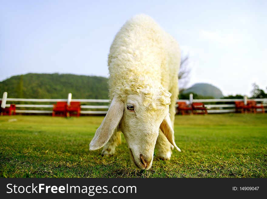 Lonely white sheep in the farm. Lonely white sheep in the farm