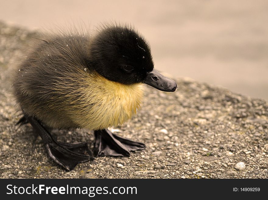 Duckling