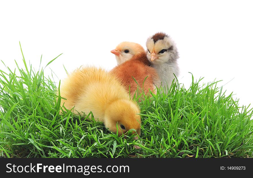 Duck and chicks in grass on white background