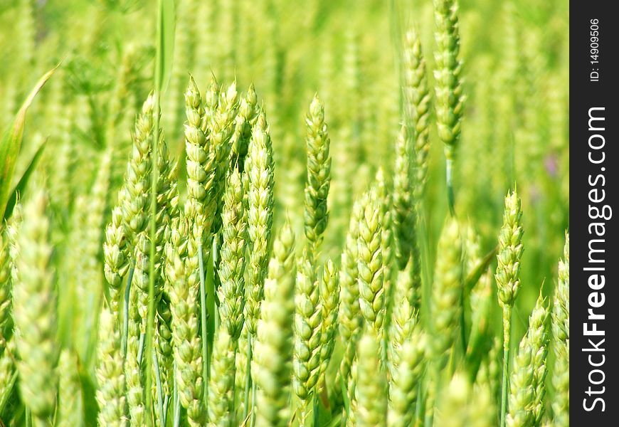 Ears of wheat on background sky