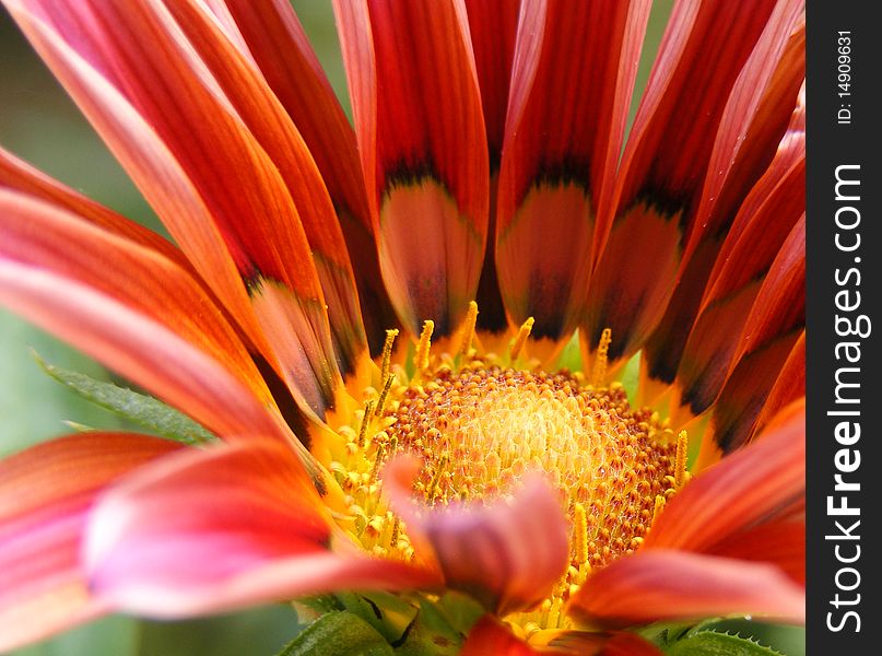 Red fresh gerbera with yellow center. Red fresh gerbera with yellow center