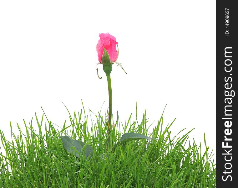 Pink Rose In A Grass Isolated On The White