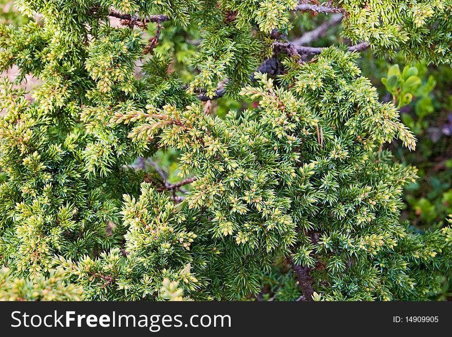 The branch of juniper at the south coast if Kola peninsula. The branch of juniper at the south coast if Kola peninsula