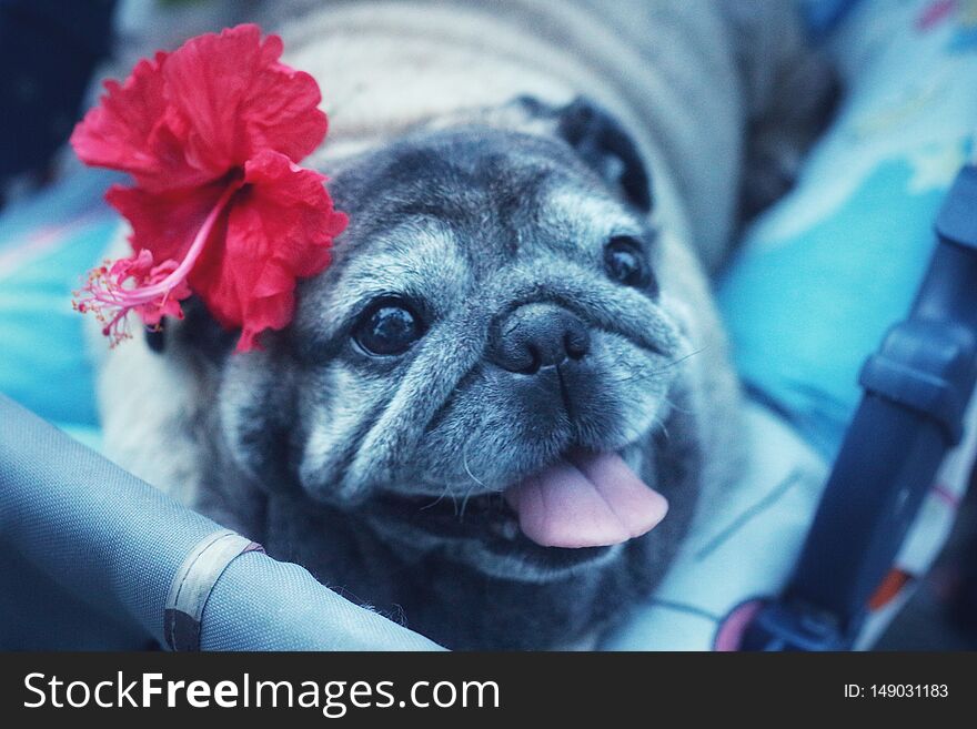 Pug dog face smiling happy with flowers on the red head lying in a wheelchair