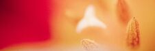 Beautiful Macro Of A Red Tulip. Beautiful Blurred Vivid Macro Of Red Tulip Pistil And Stamens Extreme Close-up Nature Stock Image Beautiful Macro Of A Red Tulip. Beautiful Blurred Vivid Macro Of Red Tulip Pistil And Stamens Extreme Close-up Nature Stock Image