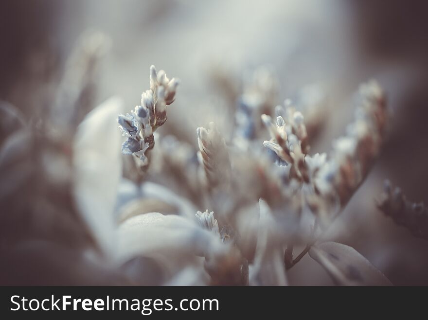 Abstract blurred floral background. Macro photography. fine art