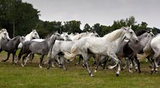 Herd Of Horses Royalty Free Stock Images Herd Of Horses Royalty Free Stock Images