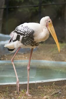 Pelican Standing In Pond Water Stock Photography Pelican Standing In Pond Water Stock Photography