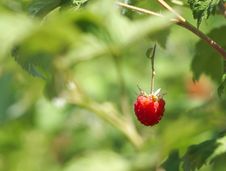 Ripe Red Raspberries On A Branch Stock Images