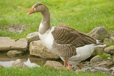 Goose Paddling In A Stream Closeup. Royalty Free Stock Photography