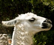 Lama Stock Photos Lama Stock Photos