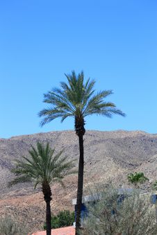 Pair Of Palm Trees Stock Images