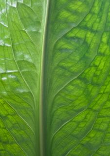 Skunk Cabbage Stock Photo Skunk Cabbage Stock Photo