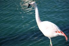 Flamingo In The Water Royalty Free Stock Images Flamingo In The Water Royalty Free Stock Images