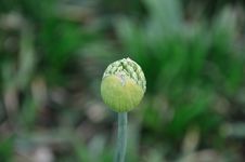 Green Flower Bud Stock Image Green Flower Bud Stock Image
