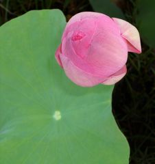 Lotus Flower Bud Royalty Free Stock Image Lotus Flower Bud Royalty Free Stock Image