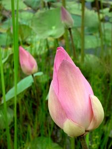 Lotus Flower Bub Stock Photos Lotus Flower Bub Stock Photos