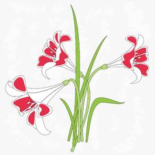 Illustration Of Lilies Royalty Free Stock Photos Illustration Of Lilies Royalty Free Stock Photos