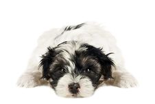 Terrier Puppy Royalty Free Stock Photography